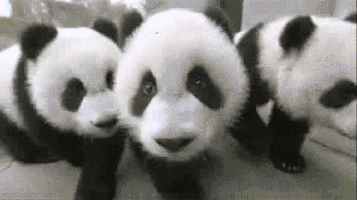 gif of cute pandas